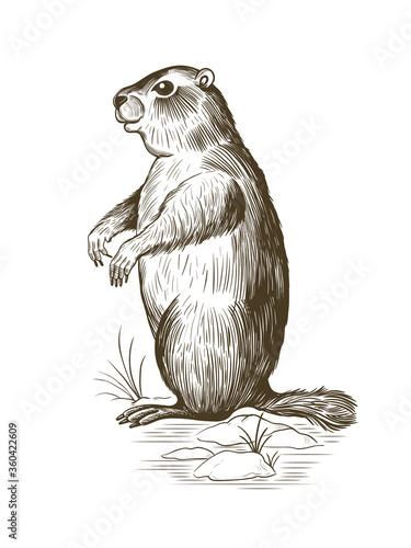 
Groundhog Day.Sketch of a groundhog , snow and young grass .Vector vintage illustration. Engraved style elements . 