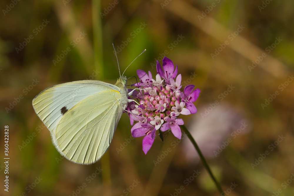 Mariposa blanca de venas verdes, Pieris napi, comiendo en la flor lila. Mariposa blanca de venas verdes, Pieris napi, comiendo en la flor lila.