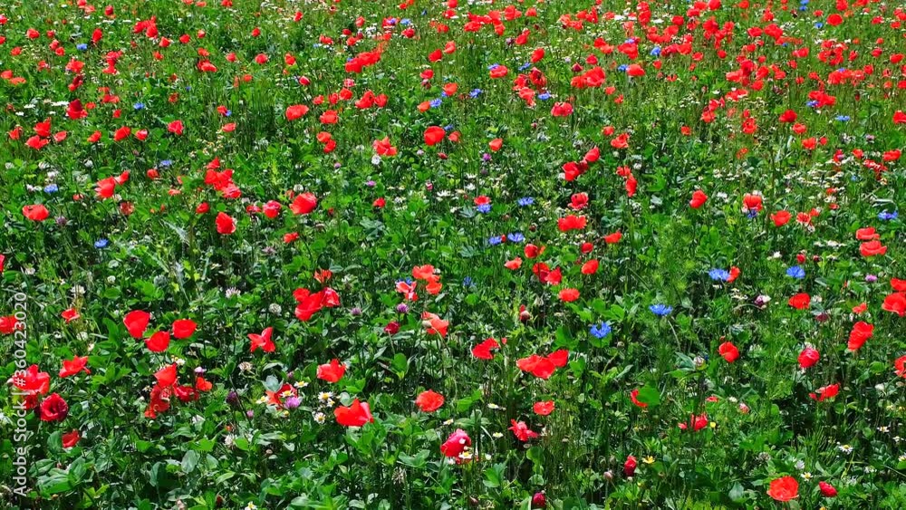 Field of summer flowers, blooming poppies close-up, in the sunlight. Field of summer flowers, blooming poppies close-up, in the sunlight.