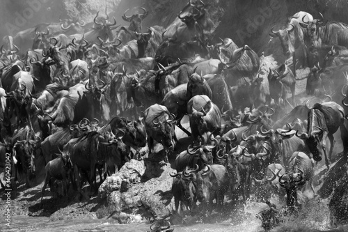 Wildebeests rushing to the Mara river