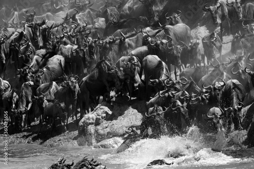 Rush and chaos of Wildebeests Mara river crossing