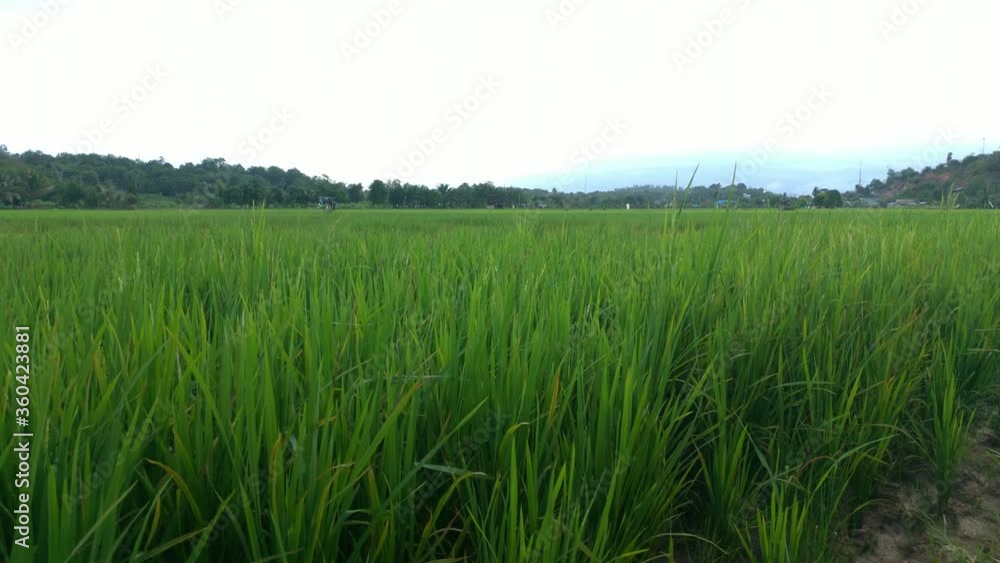 wide and beautiful rice fields in wonotirto samboja village wide and beautiful rice fields in wonotirto samboja village