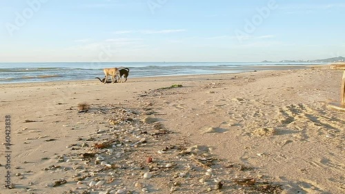 Happy dogs playing having fun together on sandy Hua Hin beach in Thailand photo