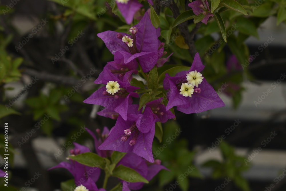 Obraz premium purple flowers in the garden