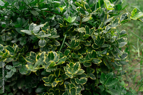 Texture of a houseplant. Idea for decor and interior decoration. selective focus
