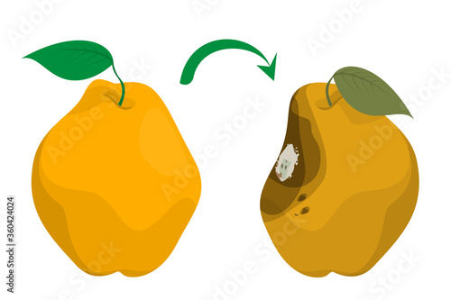 Fresh and delicious quince becomes rotten vector isolated. Yellow fruit, damaged and bruised. Mold on the peel.
