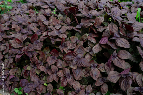 Texture of a houseplant. Idea for decor and interior decoration. selective focus