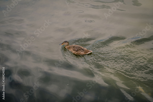 Wild duck swimming in a park lake
