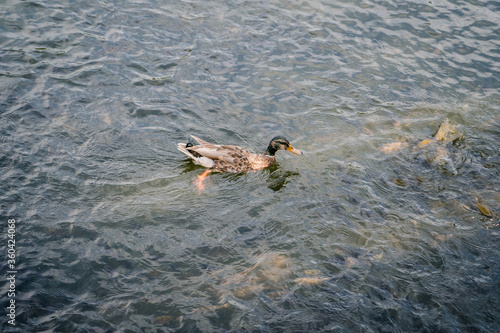 Wild duck swimming in a park lake