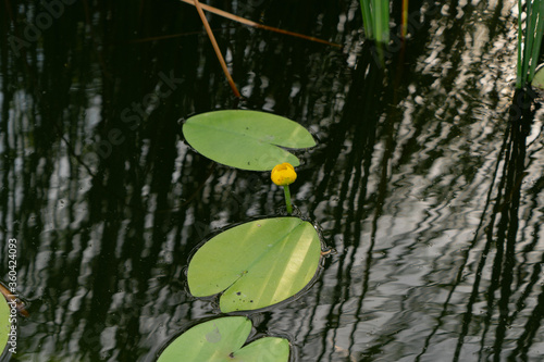 Green reeds growing in dark water, roots and small leaves close up detail
