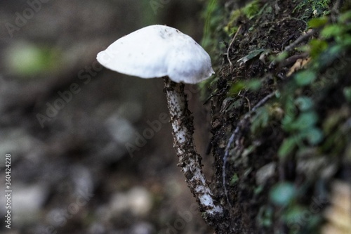 magical wild mushrooms and fungi in New Zealand