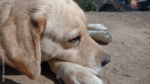 sad golden retriever dog © MeJadhavR