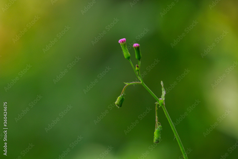 Tiny pink isolated flower with green background Tiny pink isolated flower with green background