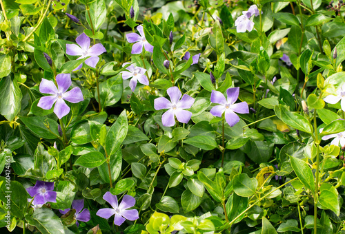 Lesser periwinkle or creeping myrtle,  Vinca minor with flowers and narrow leaf base. English garden in Spring photo