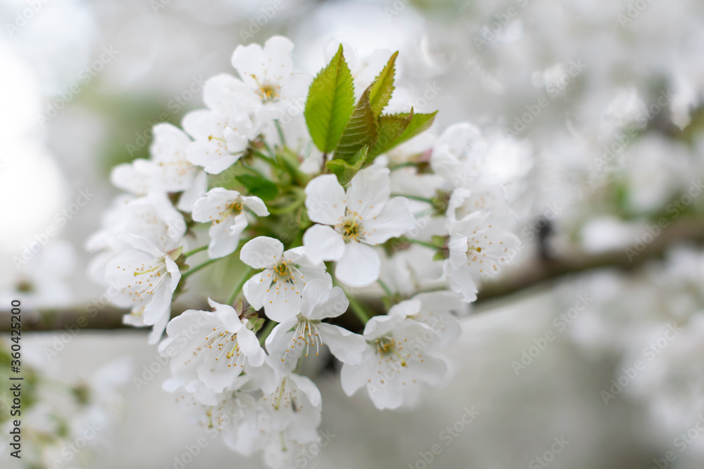 Wild cherry blossom Prunus avium with white petals. English garden tree. Shallow depth of field with while blossom background