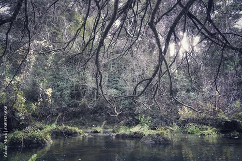 Native trees photographed along hiking trails in New Zealand