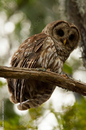 Close up image of Barred owl, Perched on branch, South Carolina swamps photo