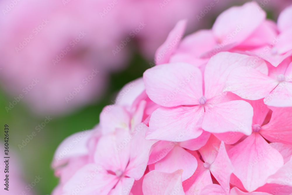 ピンク色の紫陽花 高塔山公園 福岡県北九州市
Pink Hydrangea Takatoyama
park Fukuoka-ken Kitakyusyu city ピンク色の紫陽花 高塔山公園 福岡県北九州市
Pink Hydrangea Takatoyama
park Fukuoka-ken Kitakyusyu city