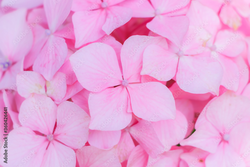 Obraz premium ピンク色の紫陽花 高塔山公園 福岡県北九州市 Pink Hydrangea Takatoyama park Fukuoka-ken Kitakyusyu city