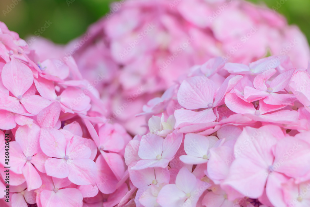 Obraz premium ピンク色の紫陽花 高塔山公園 福岡県北九州市 Pink Hydrangea Takatoyama park Fukuoka-ken Kitakyusyu city