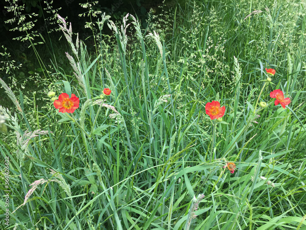 Geum Mrs Bradshaw growing among grasses in Perennial Meadow Geum Mrs Bradshaw growing among grasses in Perennial Meadow