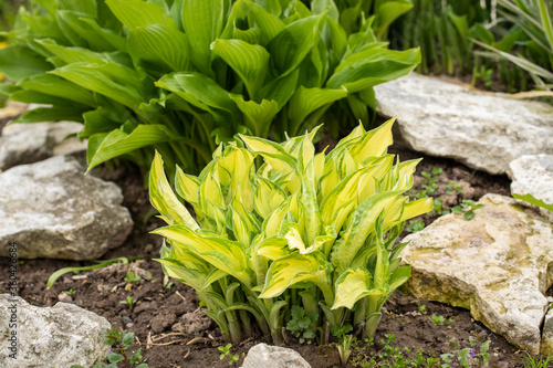 Hosta Plant With Stones Grow In Flowerbed Outdoors In Spring.