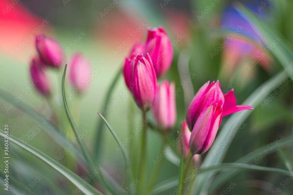 Naklejka premium Tulipany w ogrodzie