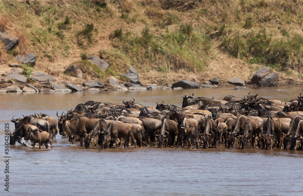 Wildebeests looking to cross Mara river Wildebeests looking to cross Mara river