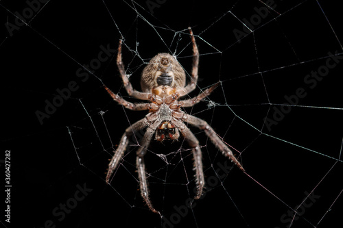 Big spider on the web night, macro.