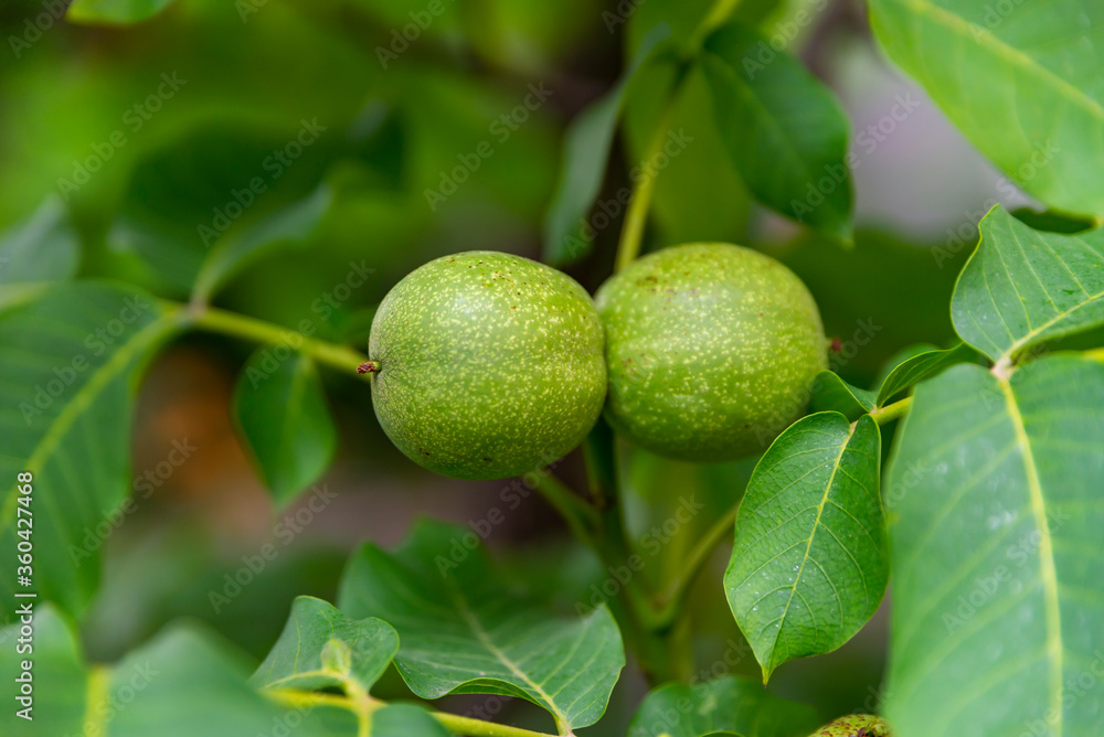 Unripe walnuts on the tree, twins Unripe walnuts on the tree, twins