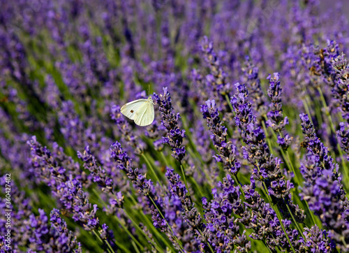 A hill of lavender flowers in a field, with a butterfly on the flower