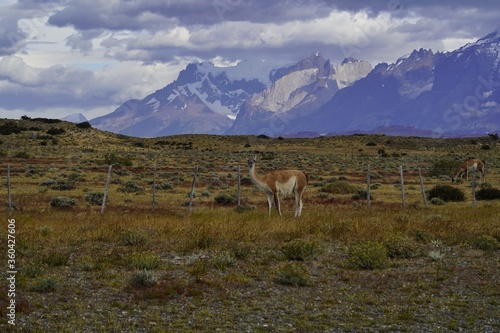 Wild guanacos along the roads in Torres del Paine  Chile