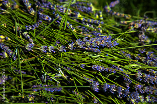 Harvested lavender flowers at harvest time