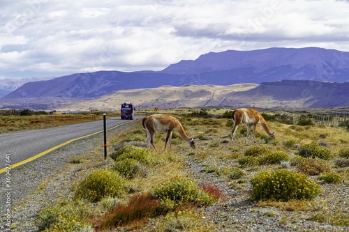 Wallpaper Mural Wild guanacos along the roads in Torres del Paine, Chile Torontodigital.ca