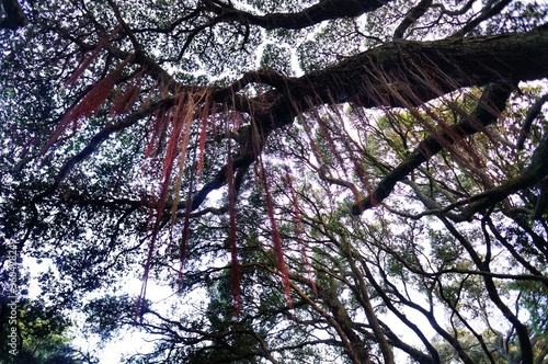 Native trees photographed along hiking trails in New Zealand