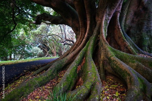 Native trees photographed along hiking trails in New Zealand