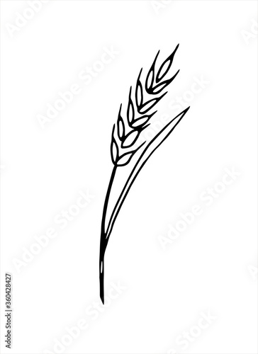 Vector doodle spikelet of wheat isolated on white background