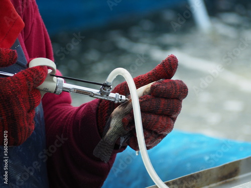 Photography tilapia fish is vaccinated in the abdomen