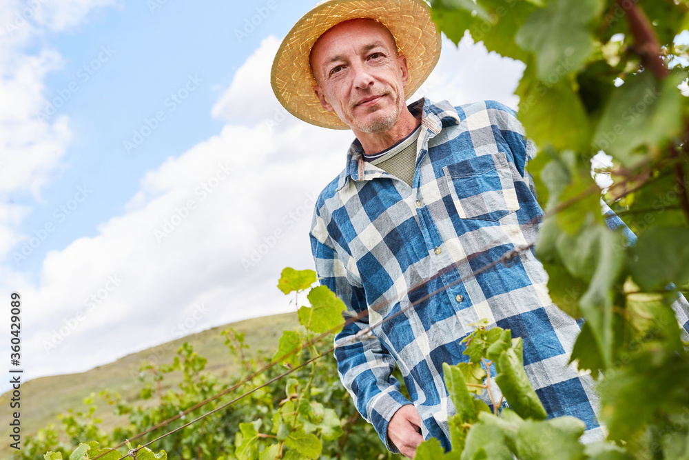 Harvest workers or seasonal workers harvesting wine