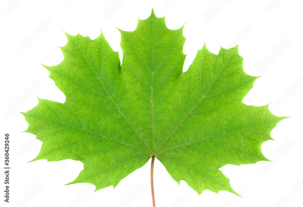Maple leaves isolated on white background. Maple leaves isolated on white background.