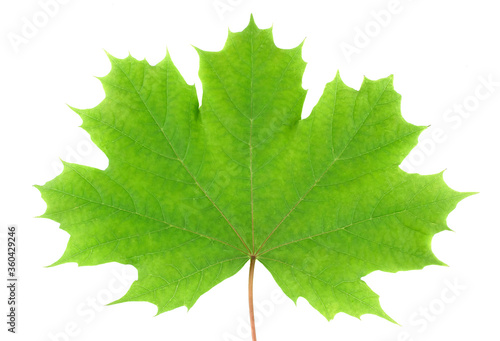 Maple leaves isolated on white background.