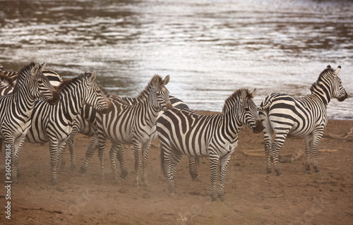 Zebras waiting along the Mara River