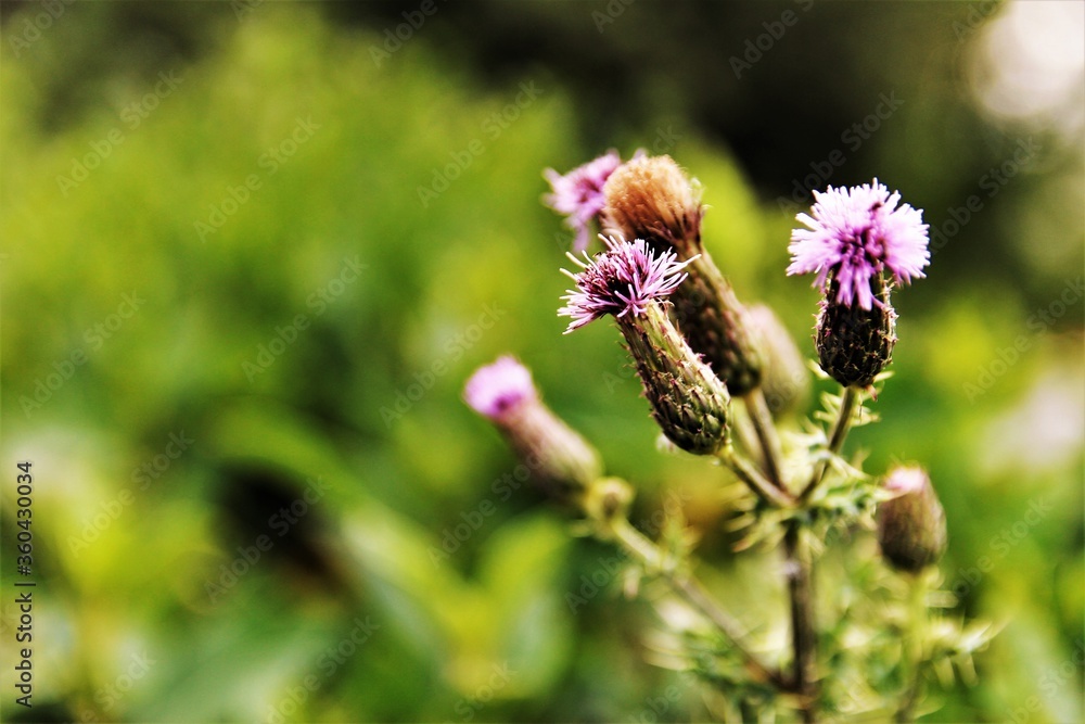 Purple flower blooming . photo blur background Purple flower blooming . photo blur background
