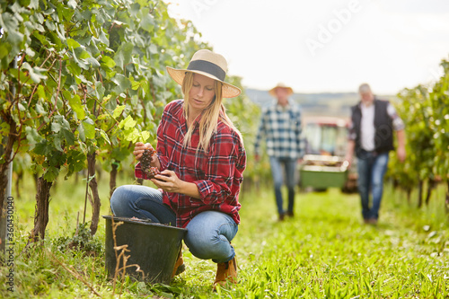 Harvesters with manual grape harvesting © Robert Kneschke