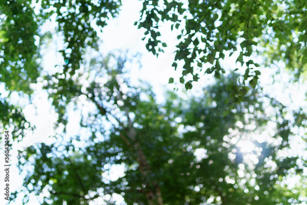 nature view of green leaf on blurred greenery background in garden green plants landscape, ecology, fresh. nature view of green leaf on blurred greenery background in garden green plants landscape, ecology, fresh.
