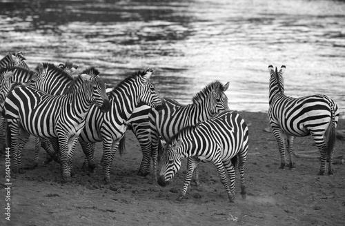 Zebra along the Mara River