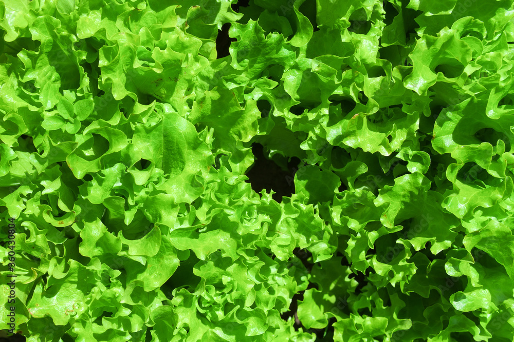 leaf green lettuce plant cultivation ona organic farm. background vegetarian texture leaf green lettuce plant cultivation ona organic farm. background vegetarian texture