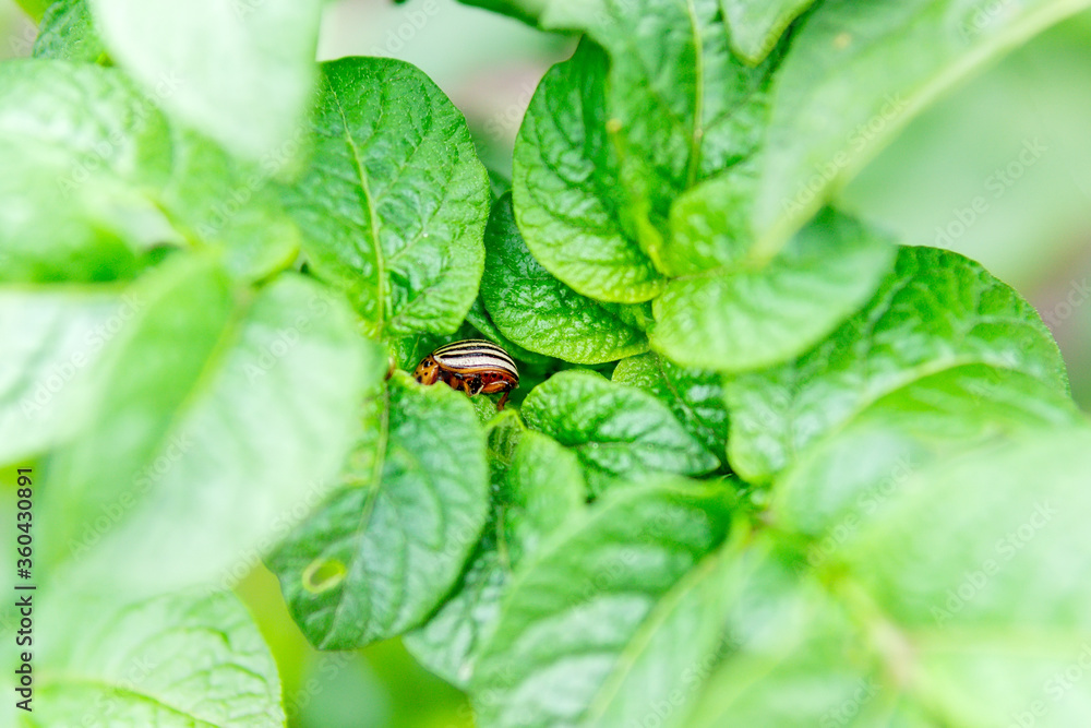 Colorado potato beetle Leptinotarsa decemlineata , Pesto potato leaves in the farm. selective focus