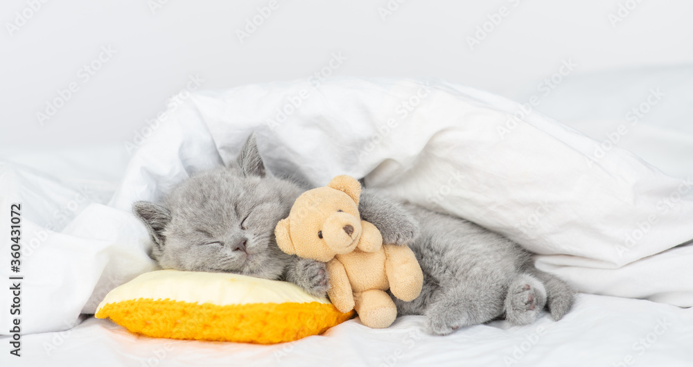 Baby kitten sleeps with favorite toy bear under a blanket