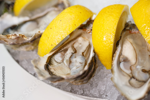detailed macro close up top view food shot of delicious fresh shucked open oysters lying between lemon slices on a round cold ice tray